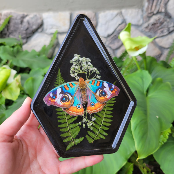 Vivid Moth Terrarium Tray