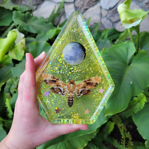 Golden Death's Head Moth Terrarium Tray